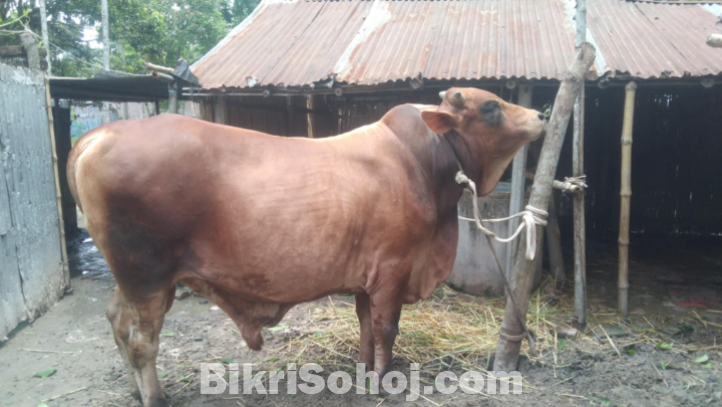 বাদশা বিক্রি করা হবে